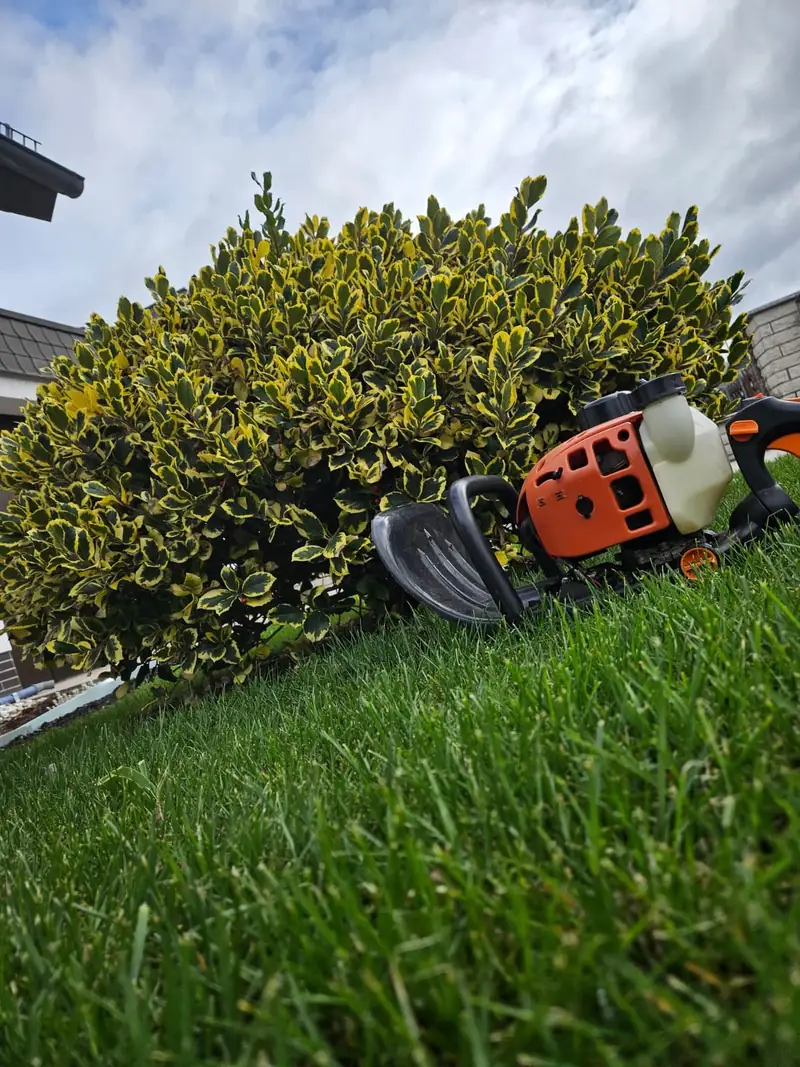 Hecke nach dem Formschnitt